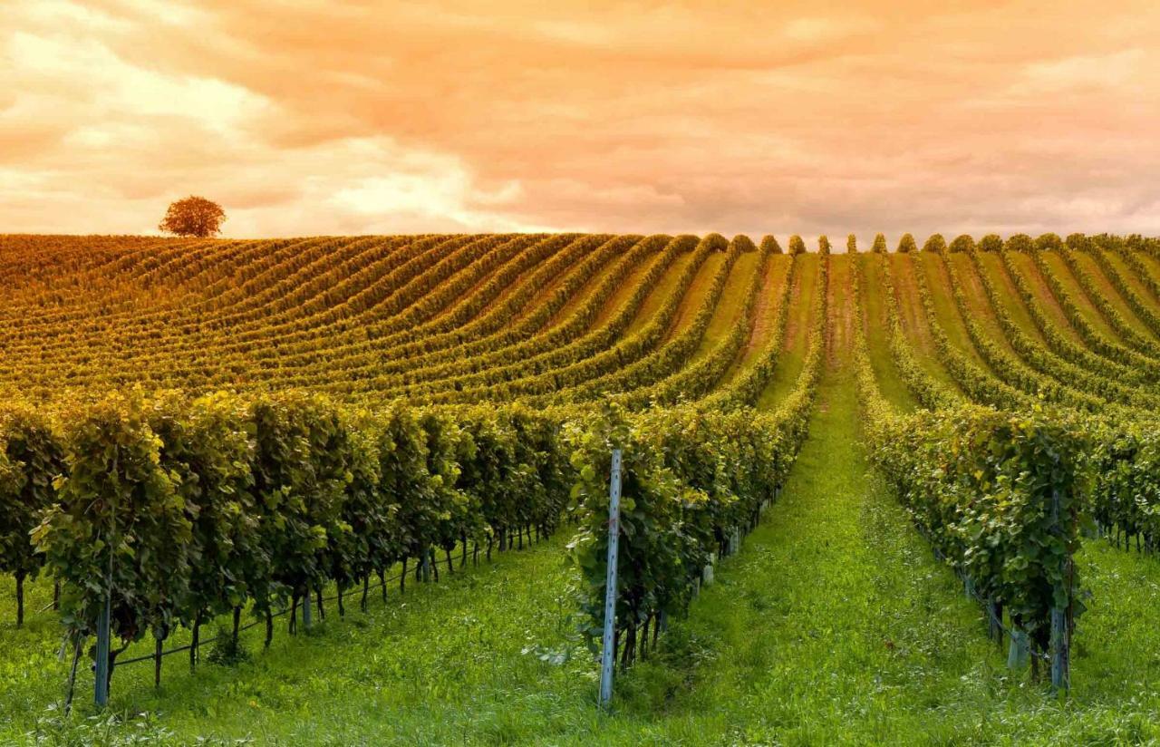 Domaine Jean-Got, Proche De Saint Emilion Villa Lugaignac Exterior photo